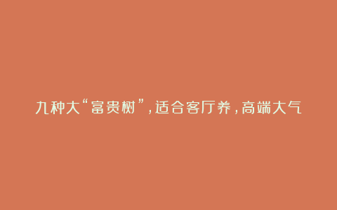 九种大“富贵树”,适合客厅养,高端大气吸废气,还有旺家好寓意