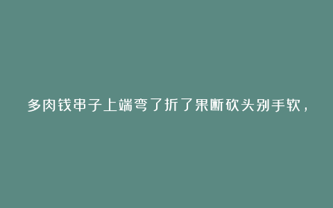 多肉钱串子上端弯了折了果断砍头别手软,再繁殖一盆变多盆