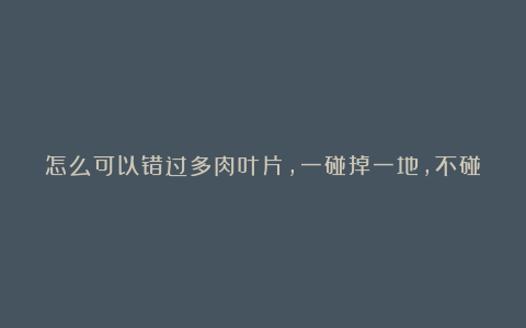 怎么可以错过多肉叶片,一碰掉一地,不碰也掉,恼火的很!快看看过来人的经验