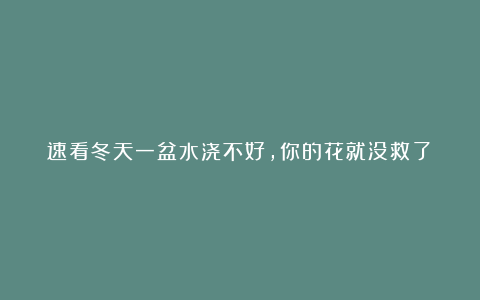 速看冬天一盆水浇不好,你的花就没救了!