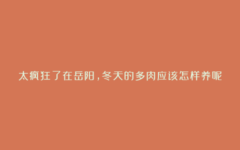 太疯狂了在岳阳,冬天的多肉应该怎样养呢?