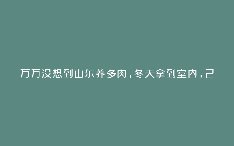 万万没想到山东养多肉,冬天拿到室内,2个月不浇水,开春照样生长!