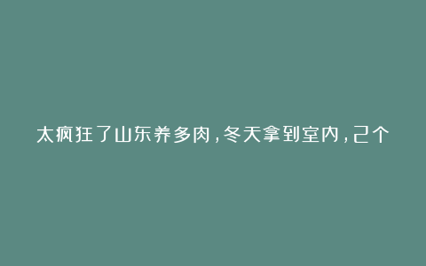 太疯狂了山东养多肉,冬天拿到室内,2个月不浇水,开春照样生长!