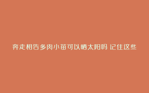 奔走相告多肉小苗可以晒太阳吗?记住这些,越长越胖,颜色更美