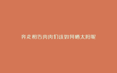 奔走相告肉肉们该如何晒太阳呢