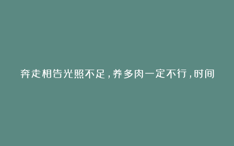 奔走相告光照不足,养多肉一定不行,时间久了,要么变绿菜,要么徒长