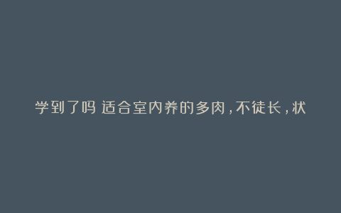 学到了吗适合室内养的多肉,不徒长,状态好,生长快,不用晒太阳