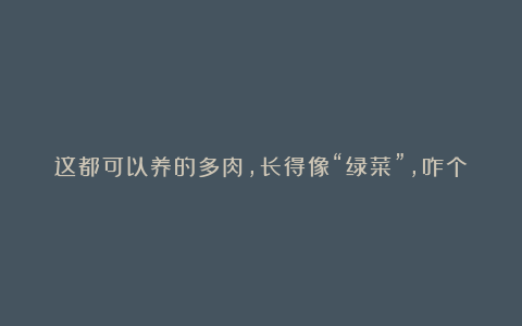 这都可以养的多肉,长得像“绿菜”,咋个才能养出状态?必须晒太阳