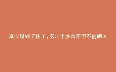 真没想到记住了,这几个多肉不但不能晒太阳还要经常保湿,否则会死光!