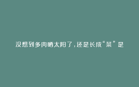 没想到多肉晒太阳了,还是长成“菜”?是你陷入2误区啦!