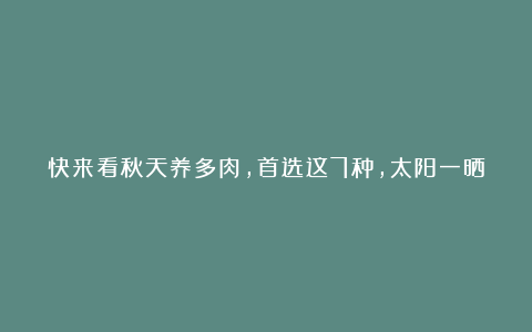 快来看秋天养多肉,首选这7种,太阳一晒就又美又仙,便宜又好养