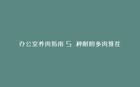 办公室养肉指南:5 种耐阴多肉推荐