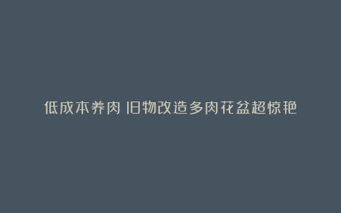 低成本养肉:旧物改造多肉花盆超惊艳