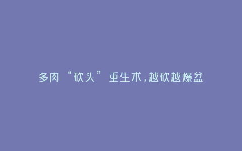 多肉 “砍头” 重生术,越砍越爆盆