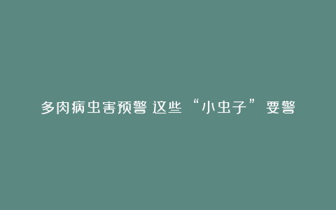 多肉病虫害预警!这些 “小虫子” 要警惕