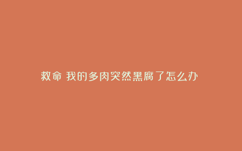 救命!我的多肉突然黑腐了怎么办?