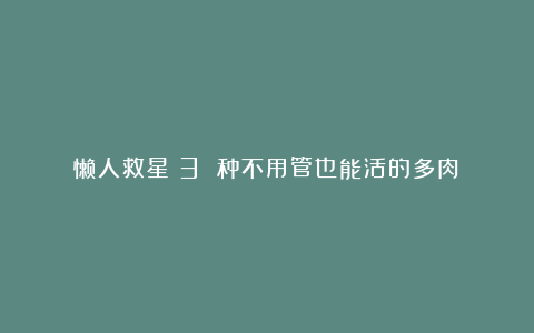 懒人救星!3 种不用管也能活的多肉