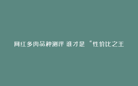 网红多肉品种测评:谁才是 “性价比之王”