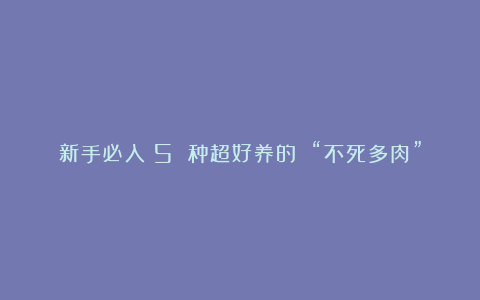 新手必入!5 种超好养的 “不死多肉”