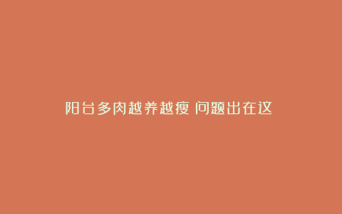 阳台多肉越养越瘦?问题出在这!