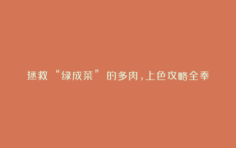 拯救 “绿成菜” 的多肉，上色攻略全奉上​