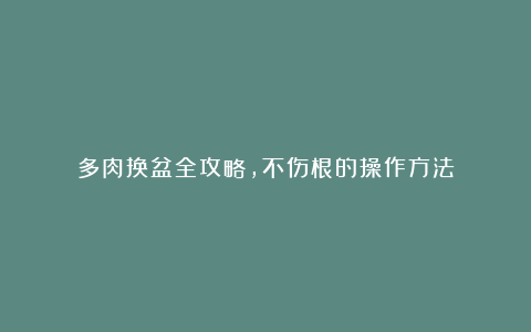 多肉换盆全攻略,不伤根的操作方法