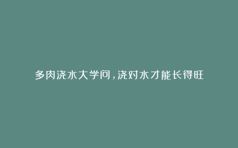 多肉浇水大学问,浇对水才能长得旺