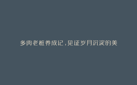 多肉老桩养成记,见证岁月沉淀的美