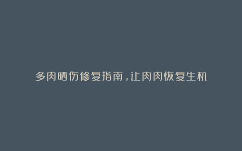 多肉晒伤修复指南,让肉肉恢复生机