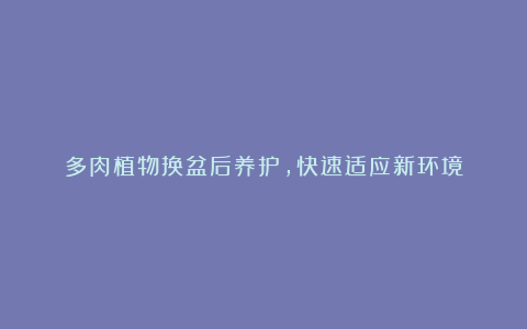 多肉植物换盆后养护,快速适应新环境