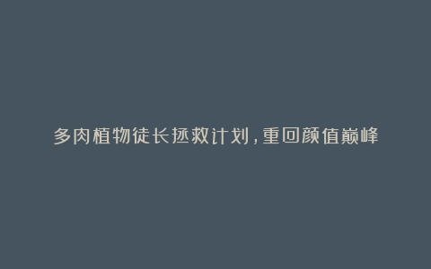 多肉植物徒长拯救计划,重回颜值巅峰