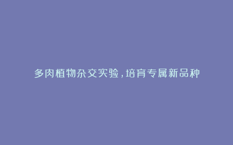 多肉植物杂交实验,培育专属新品种