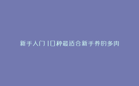 新手入门!10种最适合新手养的多肉