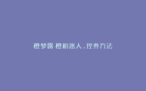 橙梦露:橙粉迷人,控养方法