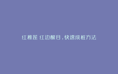 红稚莲:红边醒目,快速成桩方法