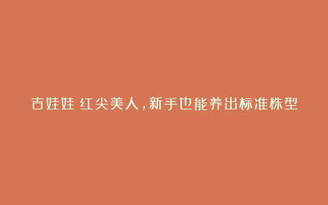 吉娃娃:红尖美人,新手也能养出标准株型