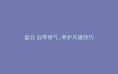 蓝豆:自带香气,养护关键技巧