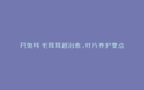 月兔耳:毛茸茸超治愈,叶片养护要点