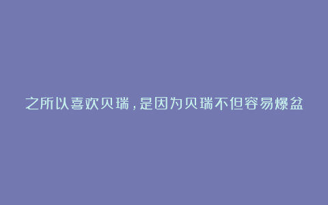 之所以喜欢贝瑞,是因为贝瑞不但容易爆盆,颜色也非常艳丽