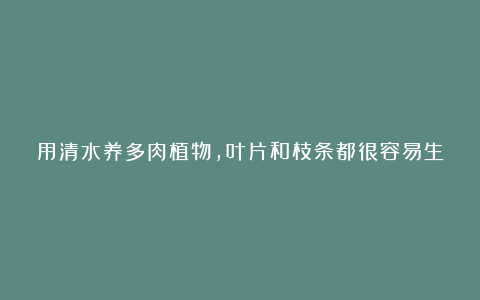 用清水养多肉植物,叶片和枝条都很容易生根,但有几点需要注意