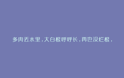 多肉丢水里,大白根呼呼长,再也没烂根,长得还水灵