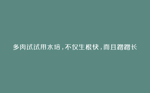 多肉试试用水培,不仅生根快,而且蹭蹭长满盆
