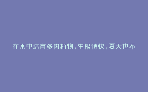 在水中培育多肉植物,生根特快,夏天也不会腐烂,特好养