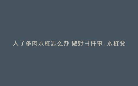 入了多肉水桩怎么办?做好3件事,水桩变老桩