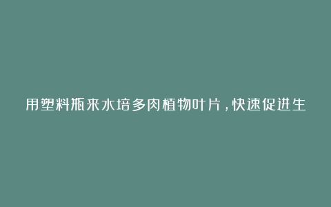 用塑料瓶来水培多肉植物叶片,快速促进生根,长芽后就可转土培