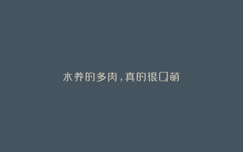 水养的多肉,真的很Q萌!