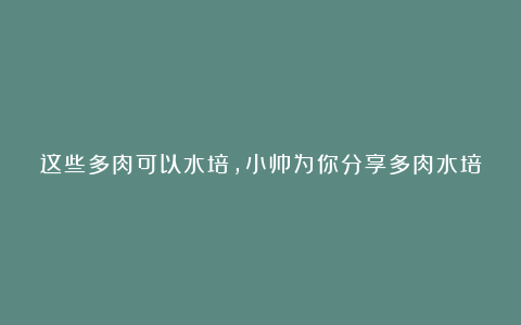 这些多肉可以水培,小帅为你分享多肉水培的方法