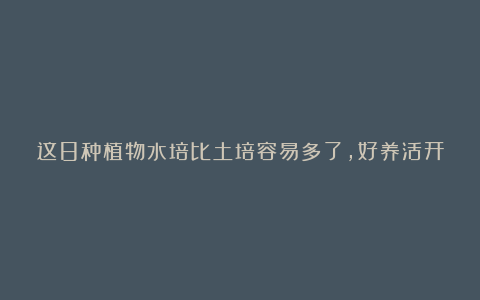 这8种植物水培比土培容易多了,好养活开花多,观赏性更佳