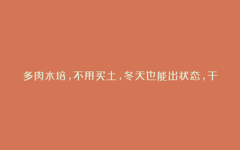 多肉水培,不用买土,冬天也能出状态,干净卫生没有灰尘