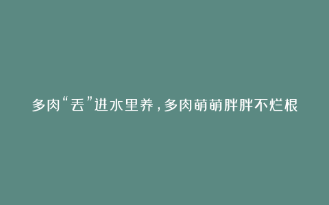 多肉“丢”进水里养,多肉萌萌胖胖不烂根,越长越水灵!